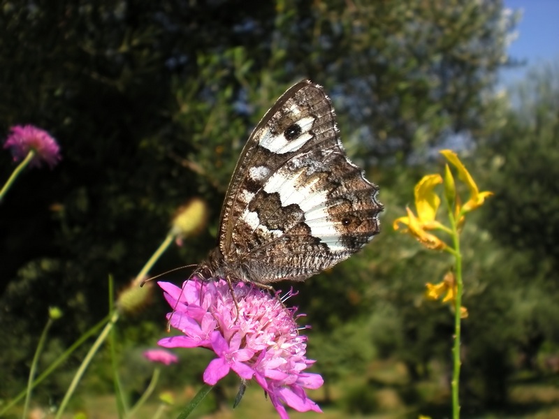 farfalle e uliveti